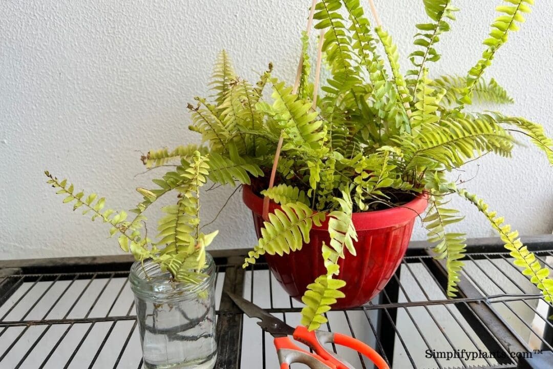 How To Care For Boston Fern (Ultimate Care Guide) » Simplify Plants