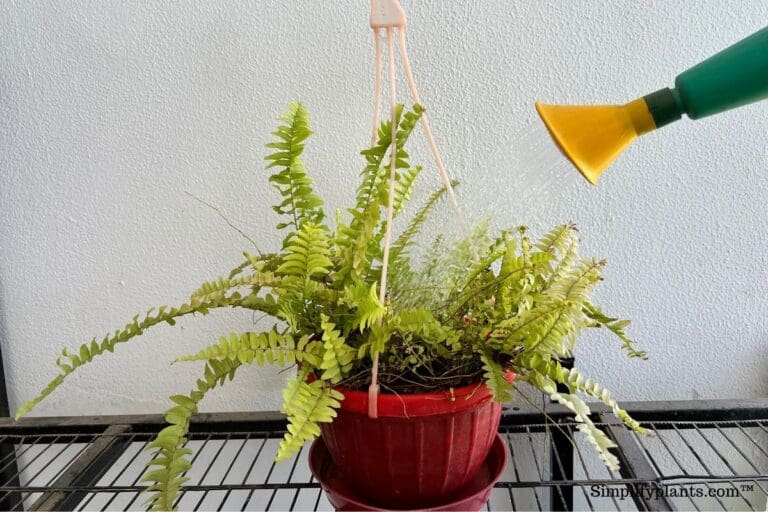 Boston fern watering