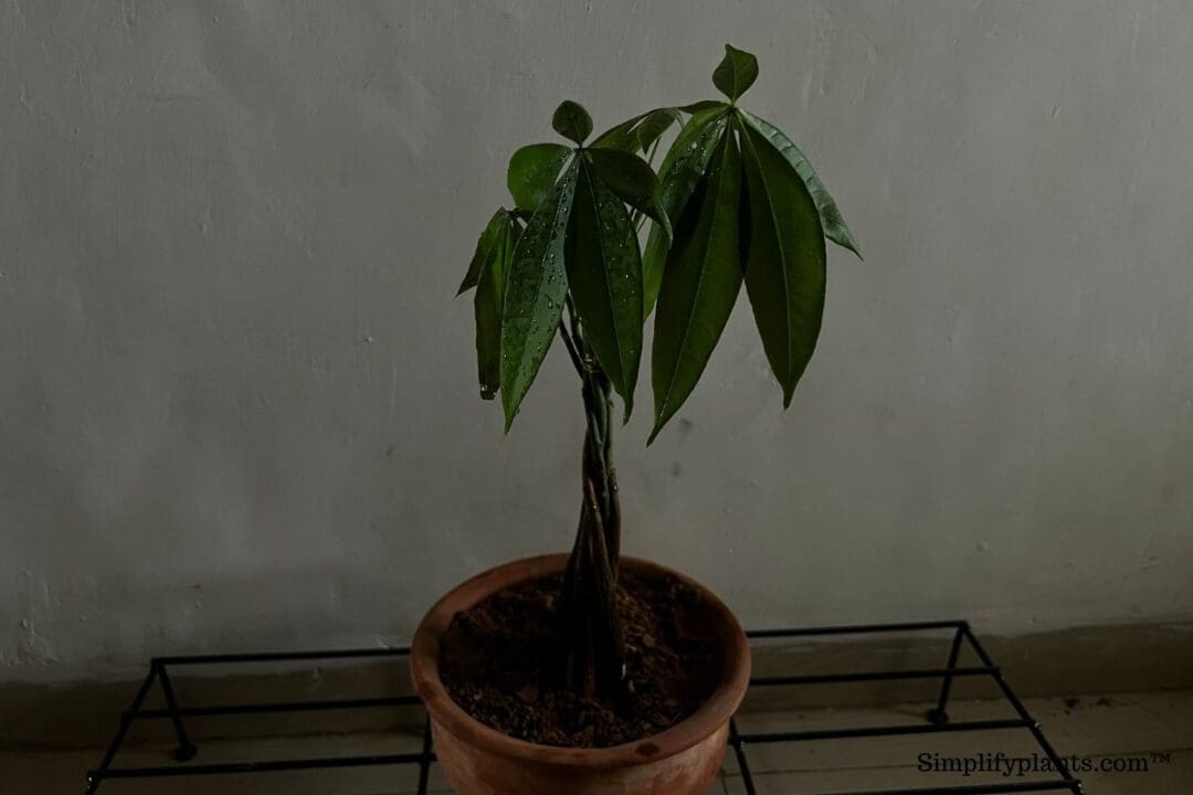 Why Is My Money Tree Leaves Turning Yellow? (Causes+How To Fix