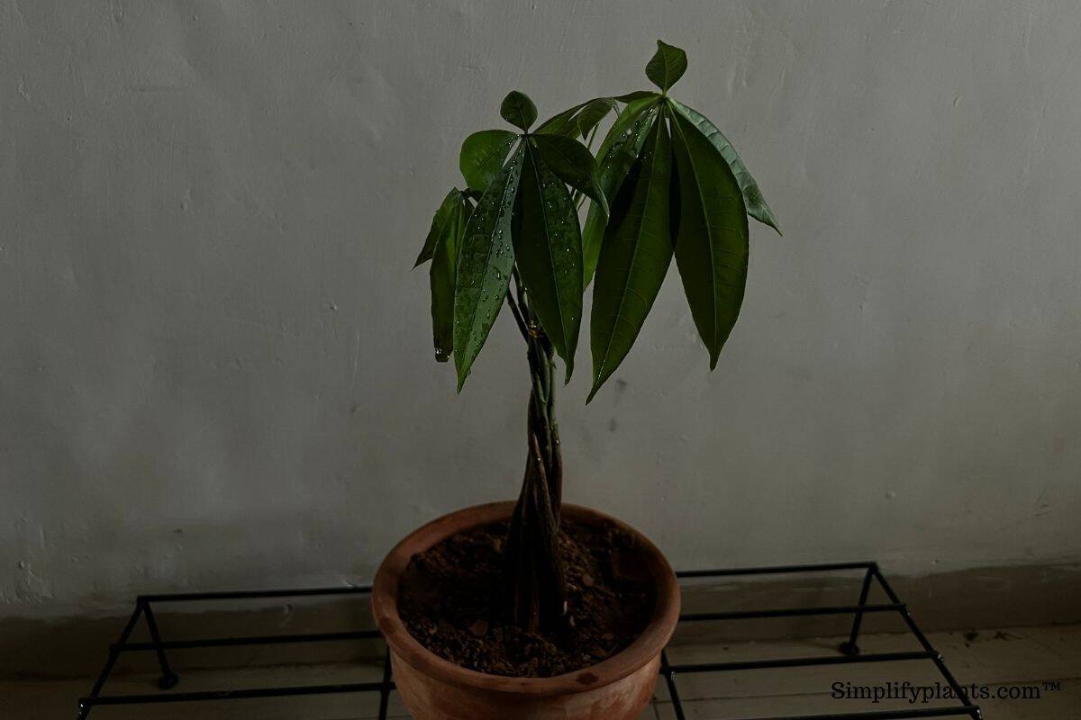 How Do You Revive A Dying Money Tree? (Possible Problems+Solution