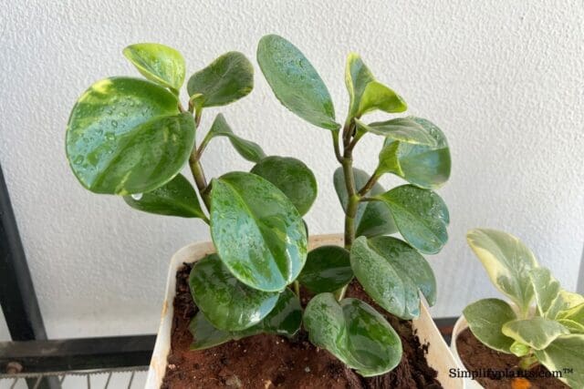 peperomia sweet and sour care