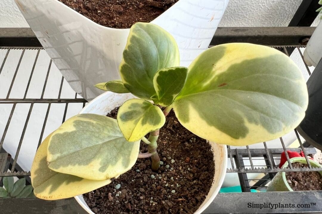 What Kind Of Soil Does Peperomia Need? (+Best Soil Mix) » Simplify Plants