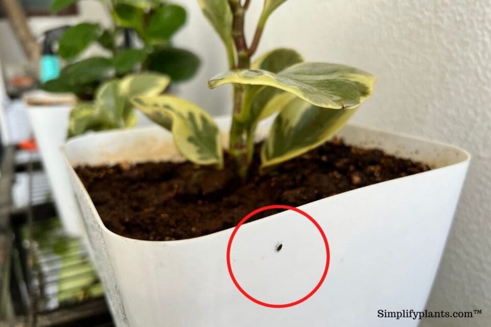 Do Peperomia Plants Attract Bugs Identification How To Get Rid do-peperomia-plants-attract-bugs-identification-how-to-get-rid
