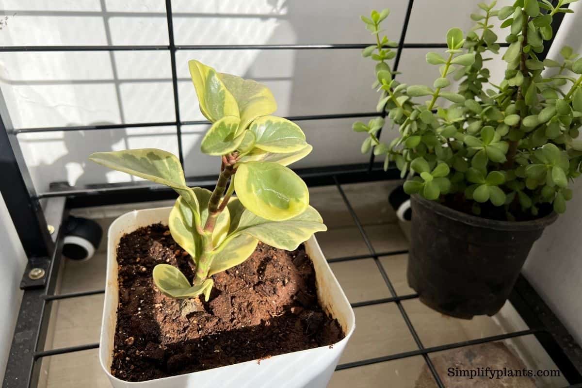 What Kind Of Light Do Peperomia Need? (Peperomia Light Requirements