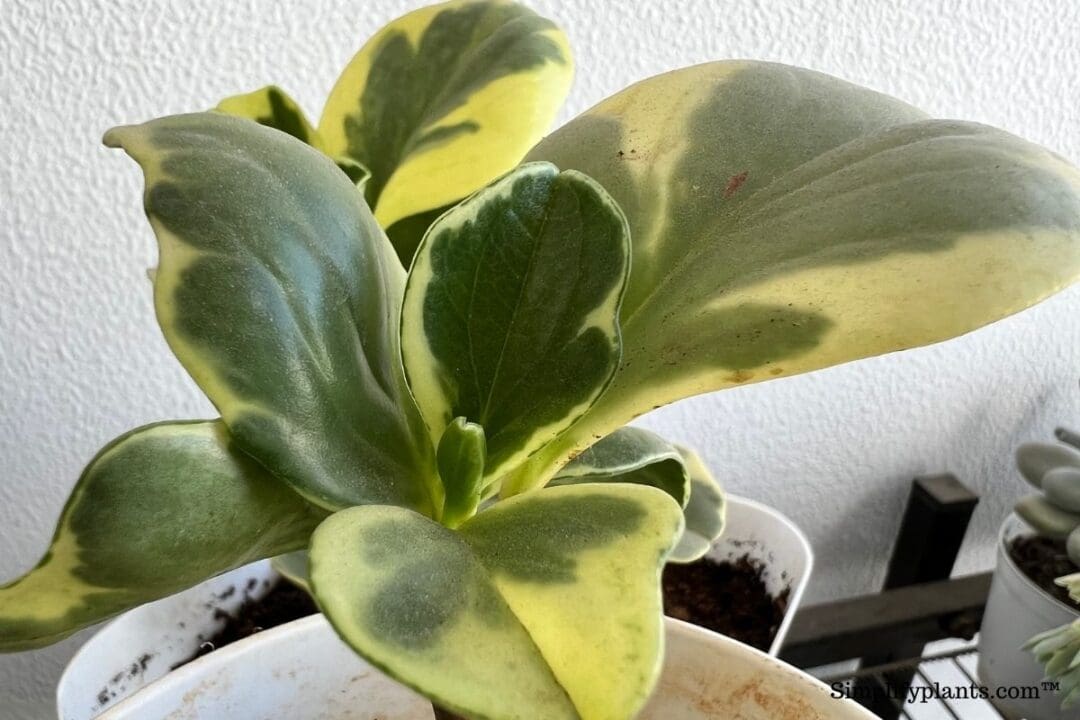 How To Prune Peperomia? (A StepByStep Guide) » Simplify Plants