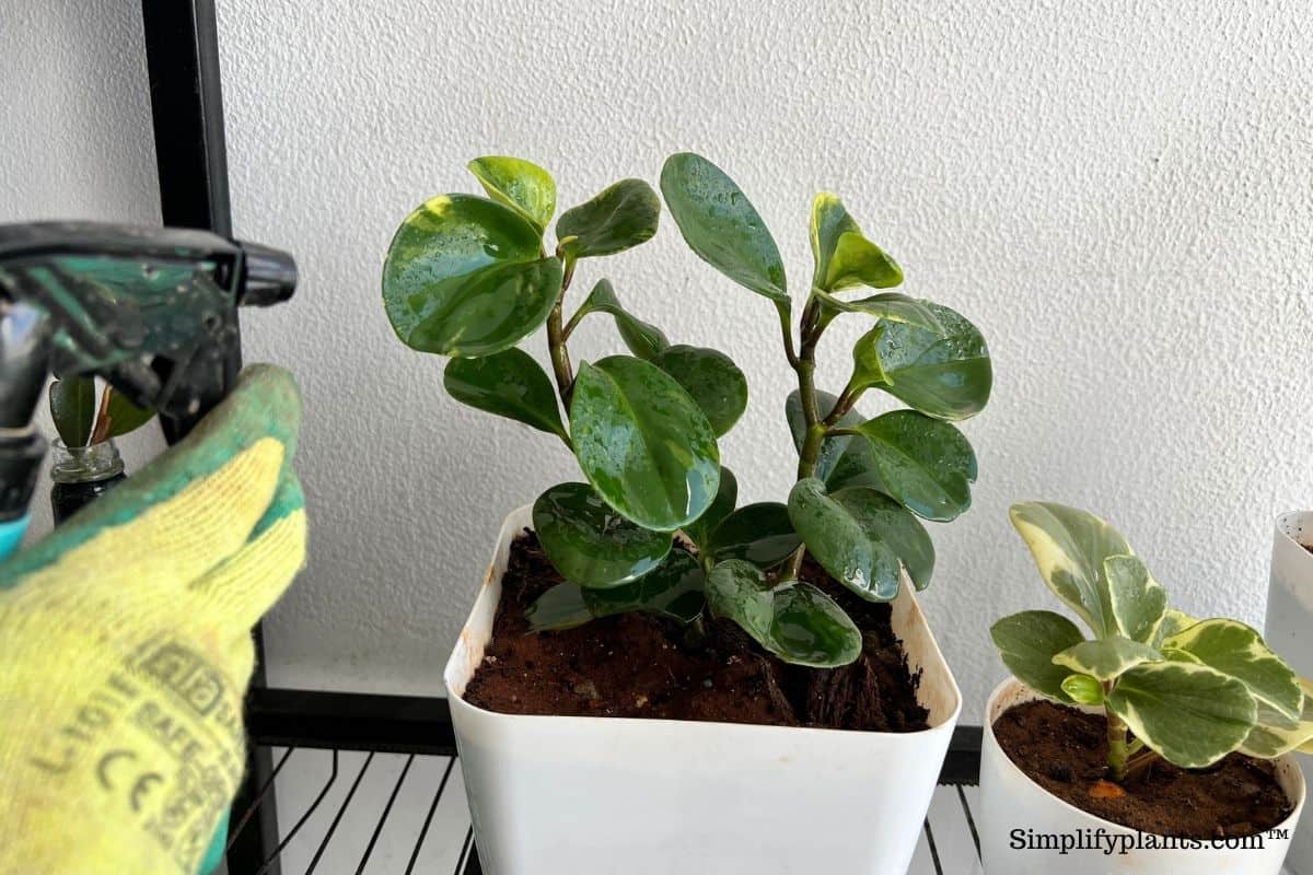 Do Peperomia Like To Be Misted? (+Humidity Guide) Simplify Plants