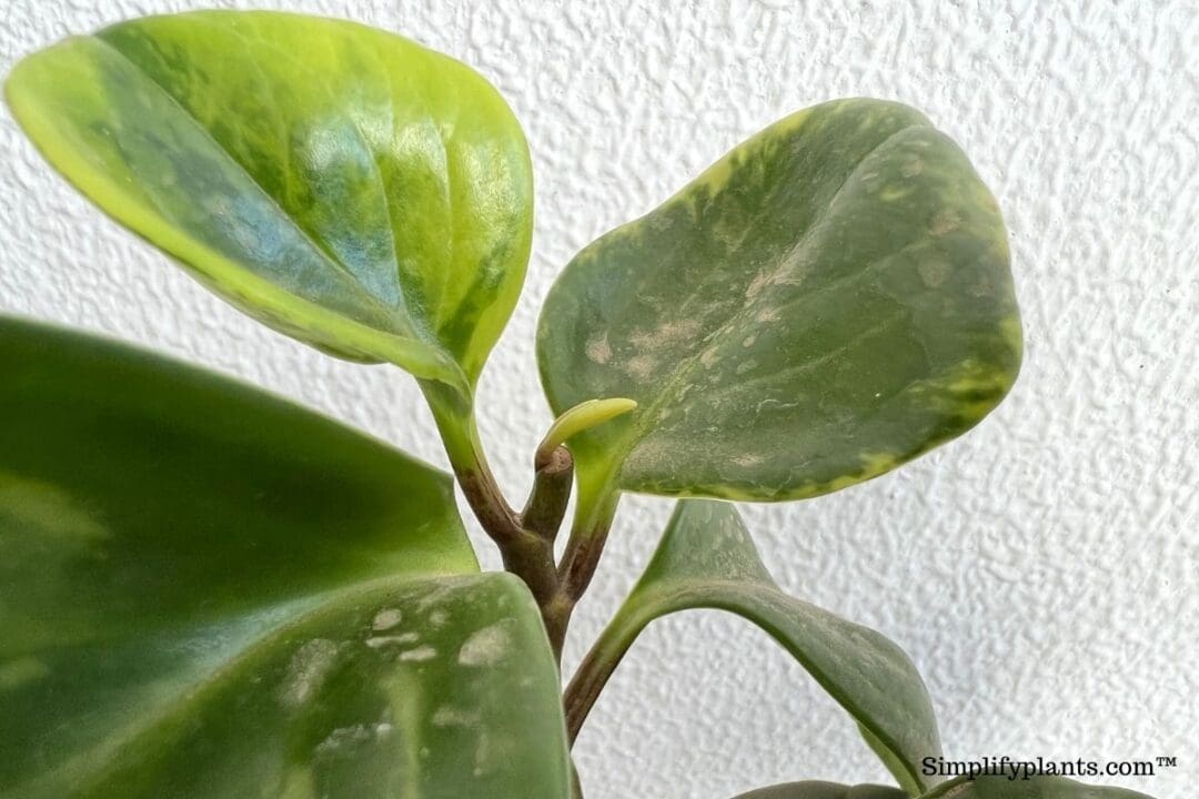How To Prune Peperomia? (A StepByStep Guide) » Simplify Plants