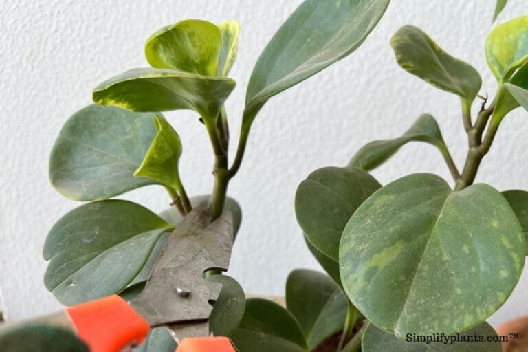 How To Prune Peperomia? (A Step-By-Step Guide)