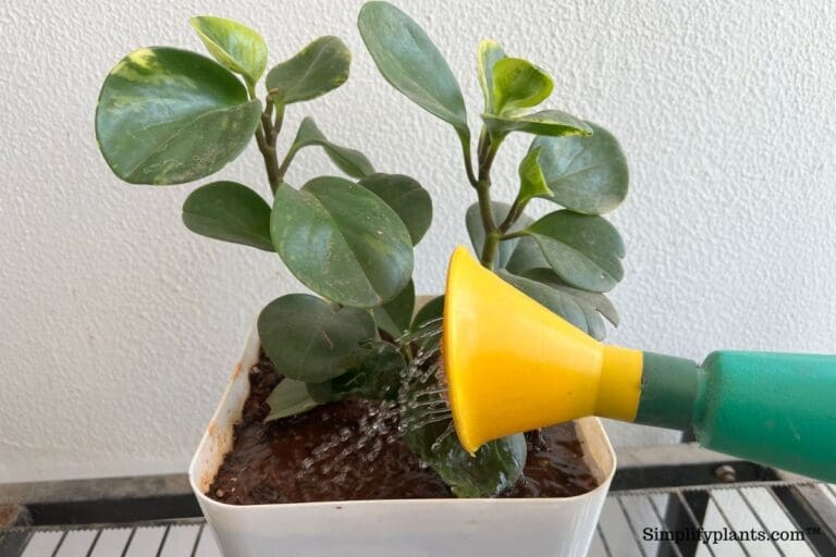 How Often To Water Peperomia? (Peperomia Water Requirements)