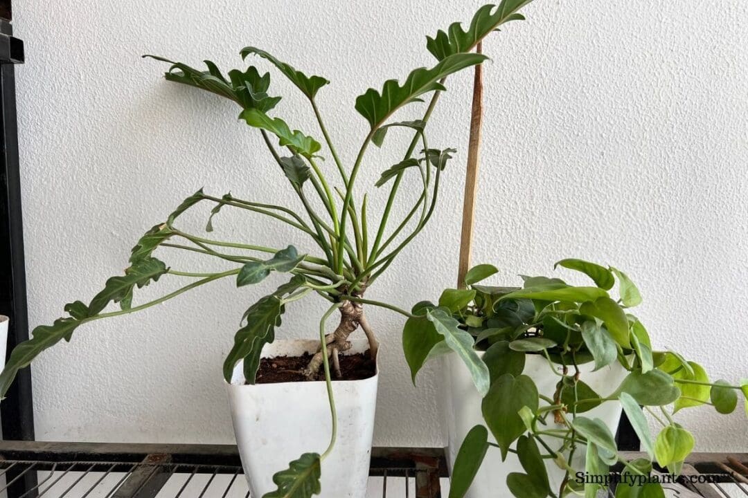 20 Hard To Kill Indoor Plants For Beginners » Simplify Plants