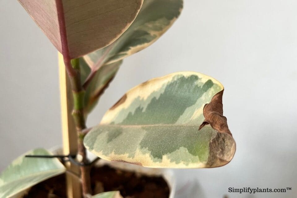 Rubber Plant Leaves Drooping? 12 Causes & Easy Fix! » Simplify Plants