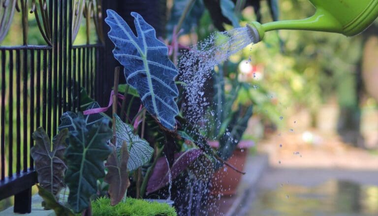 Watering Alocasia plant