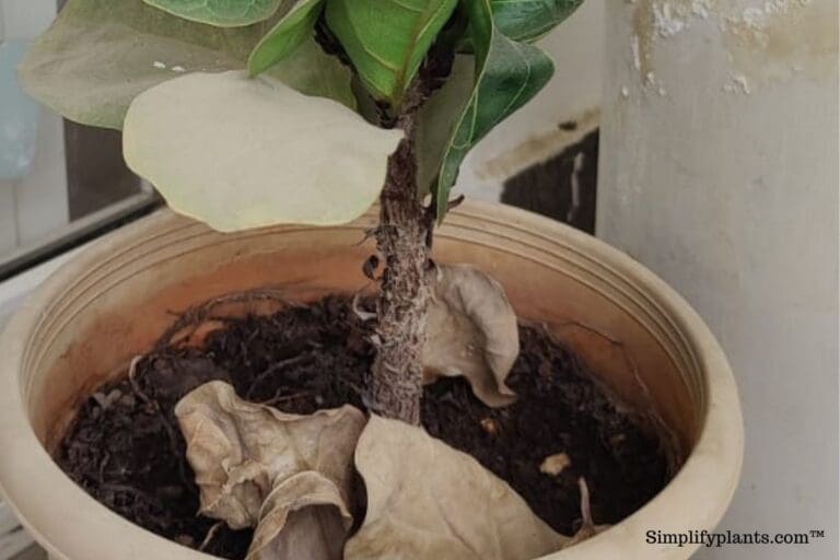 How To Save A Dying Fiddle Leaf Fig?