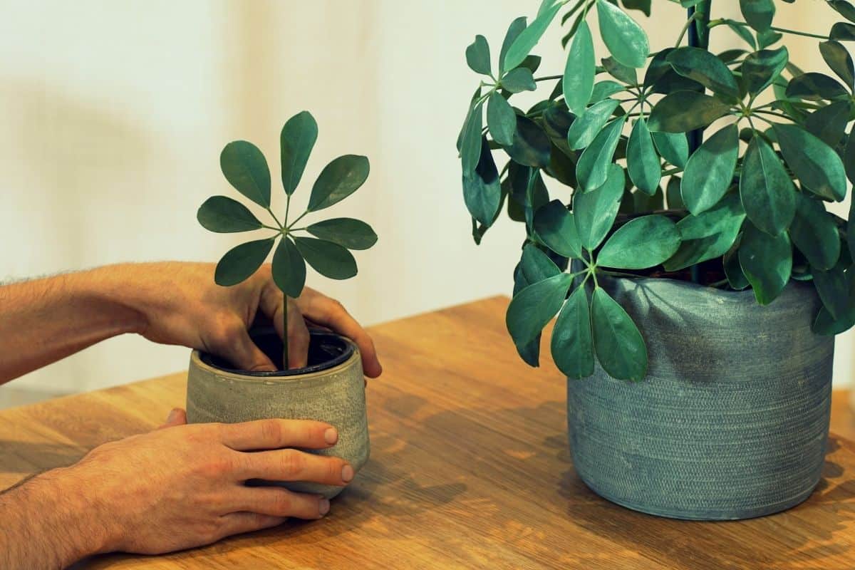 How To Propagate Schefflera Plant? (4 Methods+Steps) » Simplify Plants