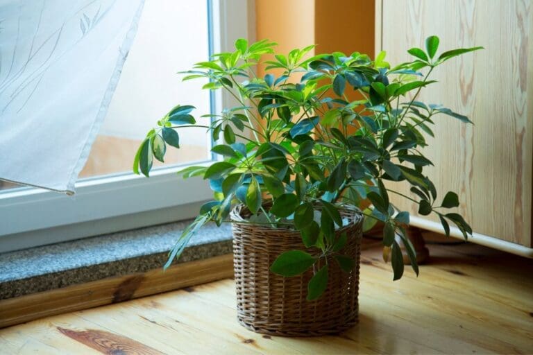 10 Schefflera Plant Care Tips