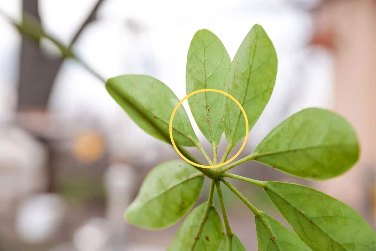 2 Reasons Why Your Schefflera Leaves Are Sticky! » Simplify Plants