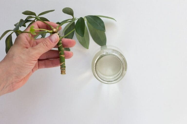 Can Schefflera Grow In Water? (+How To)