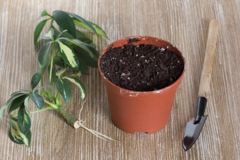 How To Propagate Schefflera Plant? (4 Methods+Steps)