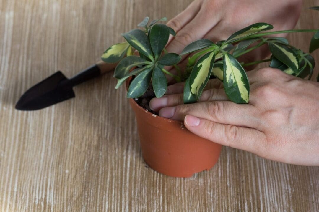 How To Propagate Schefflera Plant? (4 Methods+Steps) » Simplify Plants