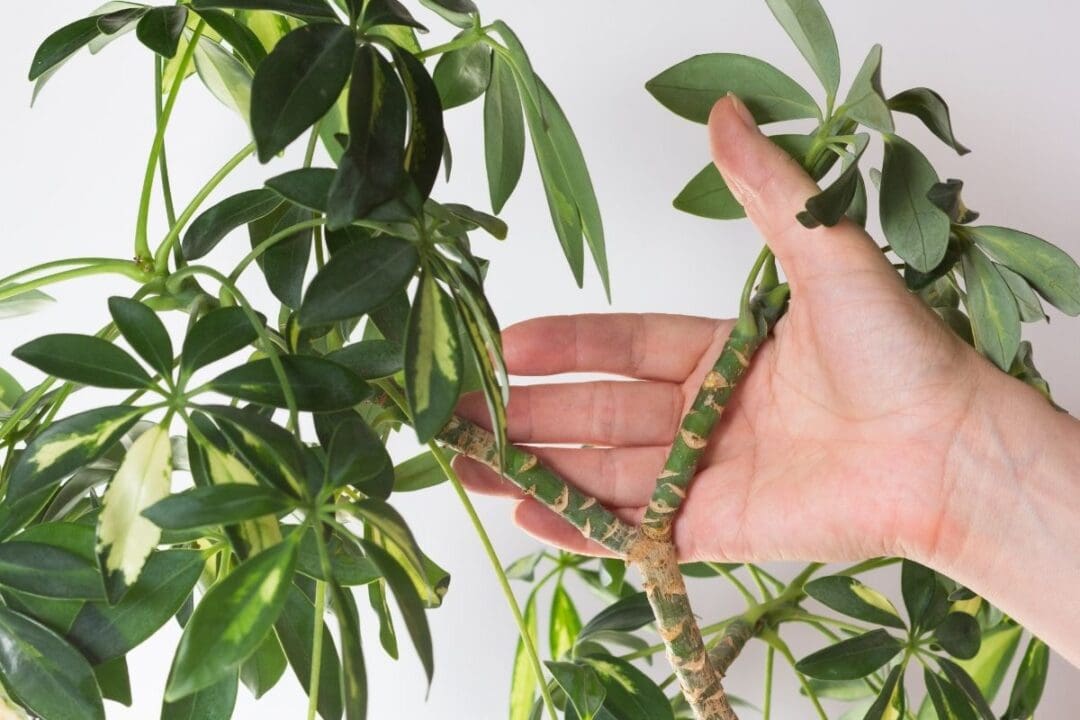How To Propagate Schefflera Plant? (4 Methods+Steps) » Simplify Plants