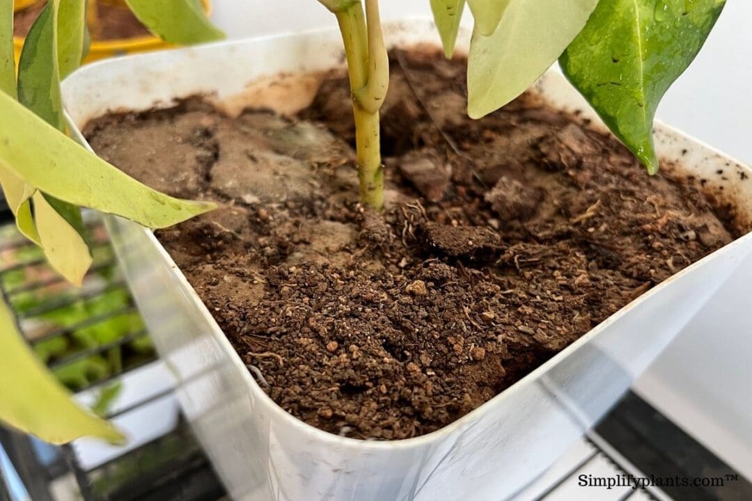 10 Reasons Why Your Schefflera Is Turning Yellow » Simplify Plants