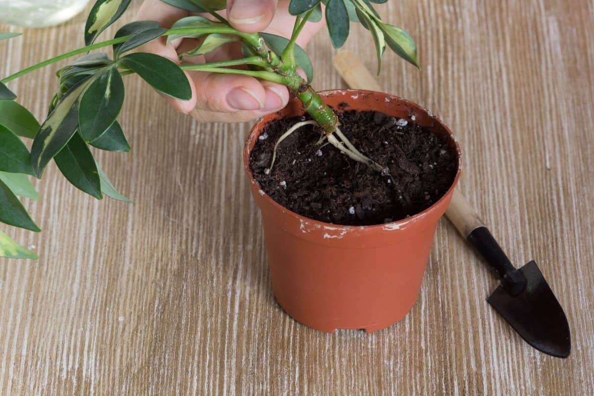 How To Propagate Schefflera Plant? (4 Methods+Steps) » Simplify Plants