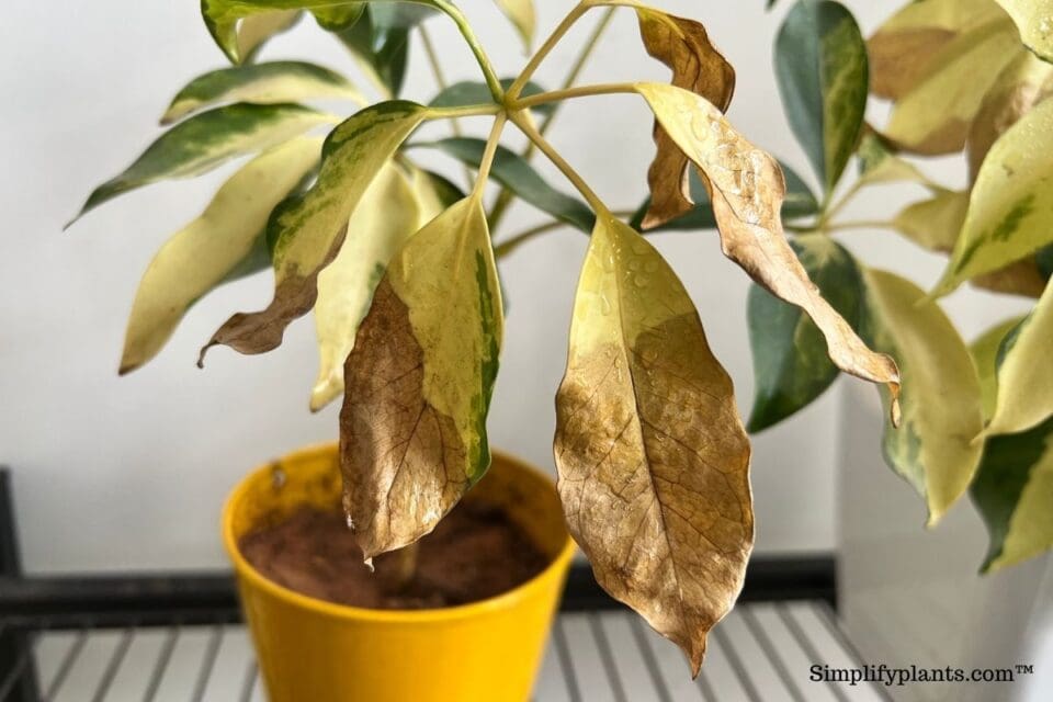 Schefflera Pest Problems Common Pests & Diseases+How To Fix » Simplify Plants