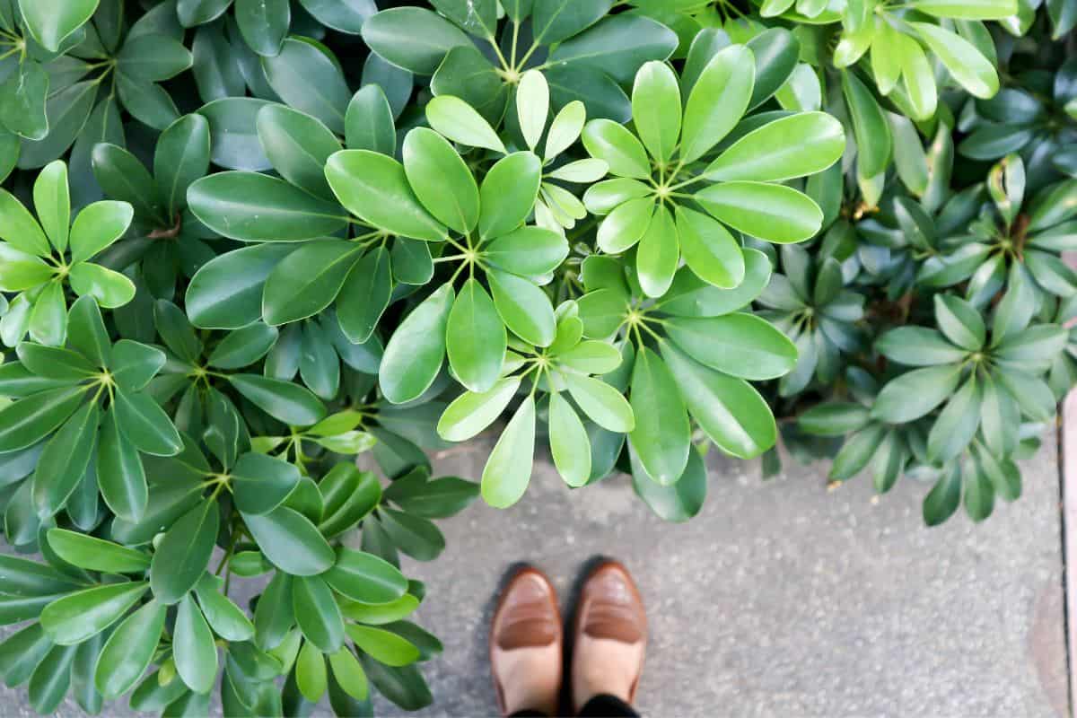 Can I Put My Schefflera Outside? (+How To) » Simplify Plants