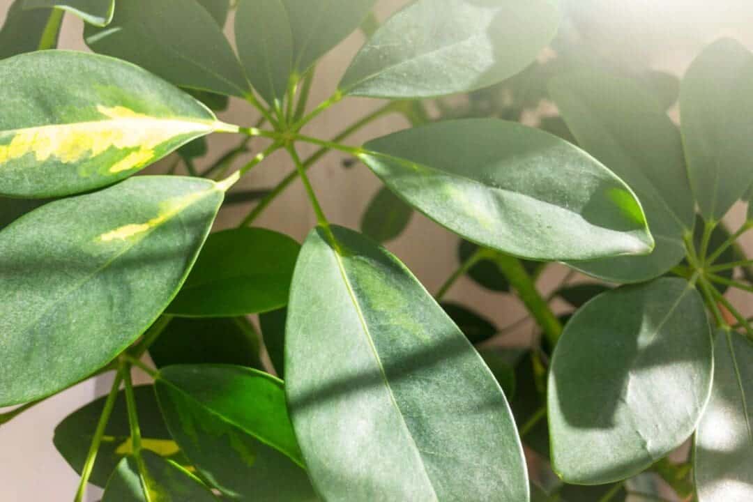 Can I Put My Schefflera Outside? (+How To) » Simplify Plants