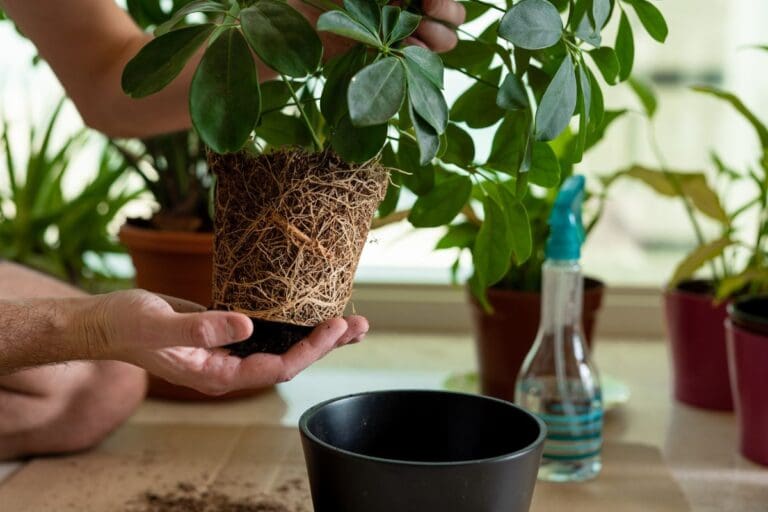 Schefflera root bound