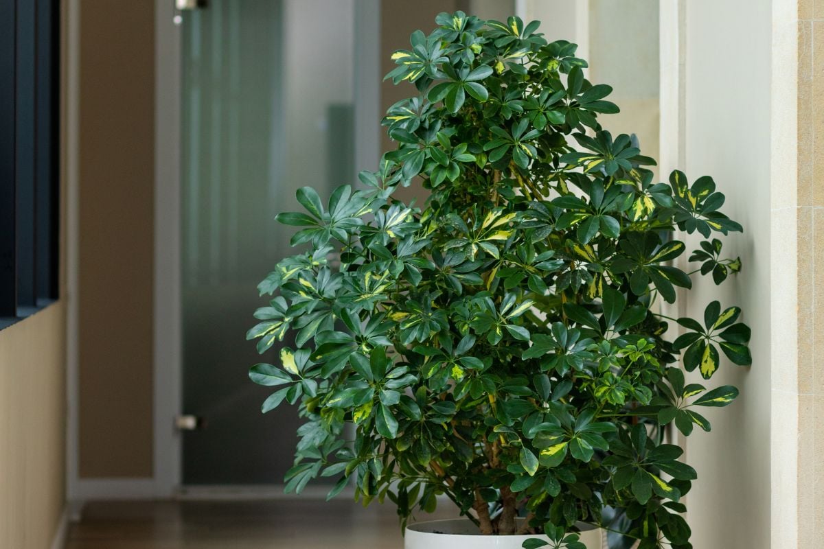 how-long-does-an-umbrella-plant-live-simplify-plants