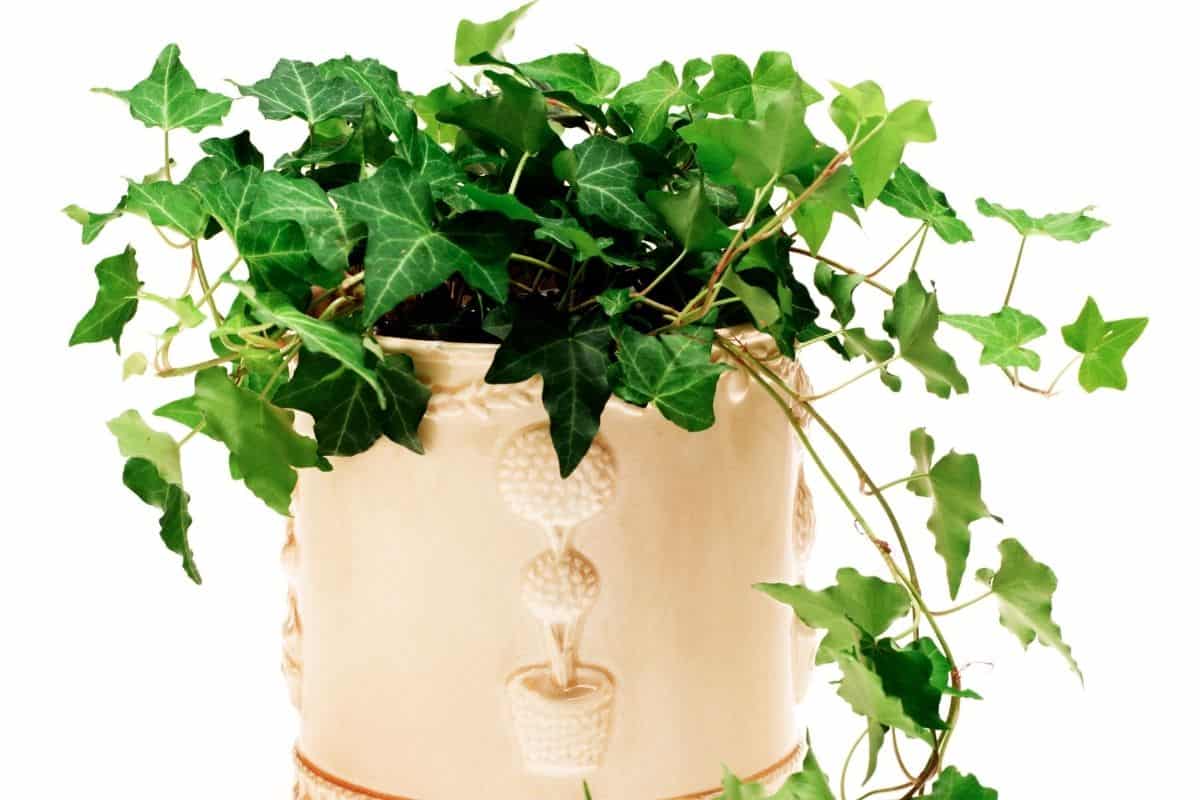 How Often To Water English Ivy? (Ivy Watering Guide) » Simplify Plants