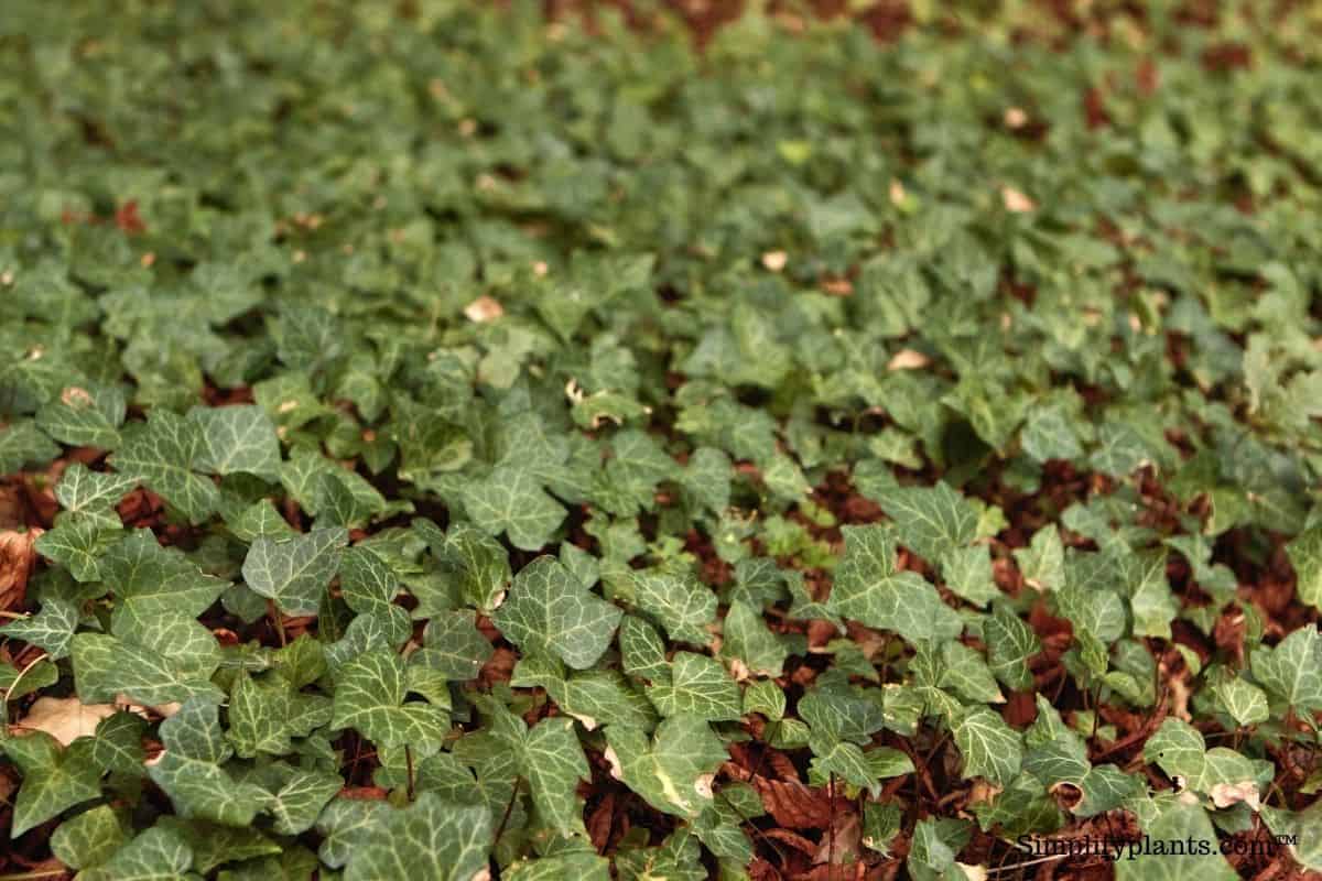 12 Plants That Look Like English Ivy(+Basic Care) » Simplify Plants