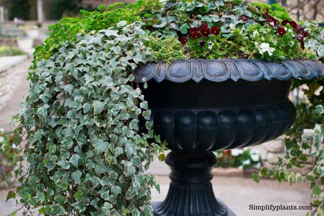 English Ivy Winter Care Light, Watering, Fertilizing & More » Simplify