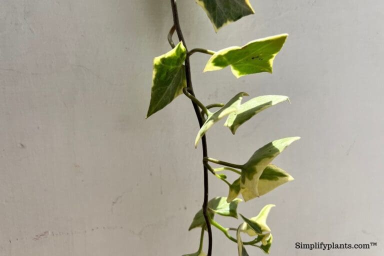 Why Is My English Ivy Drying Up 7 Causes How To Fix Simplify Plants why-is-my-english-ivy-drying-up-7-causes-how-to-fix-simplify-plants