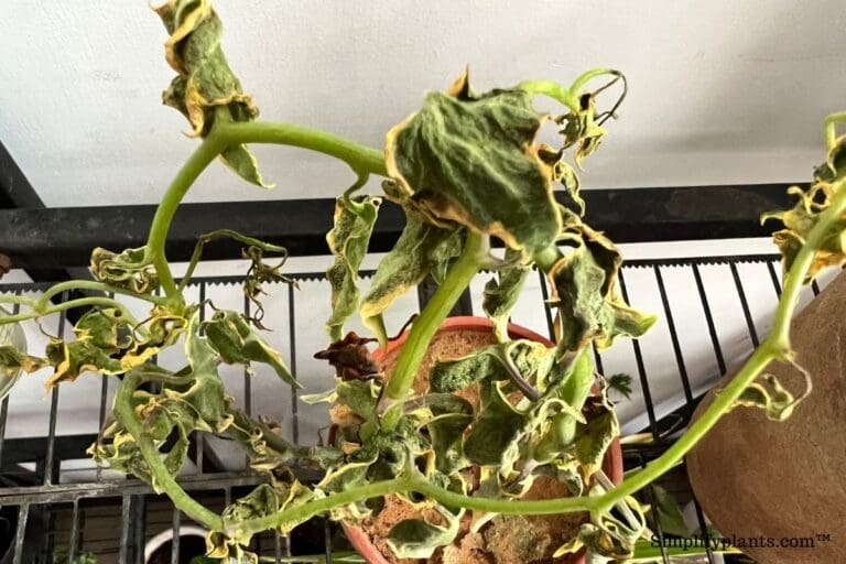 Can English Ivy Get Too Much Sun? (Sunburn)