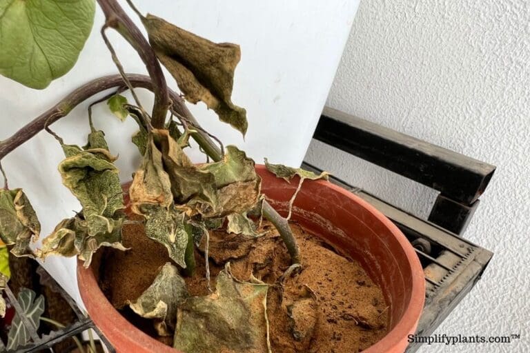 When To Throw Away A Plant? (4 Circumstances)