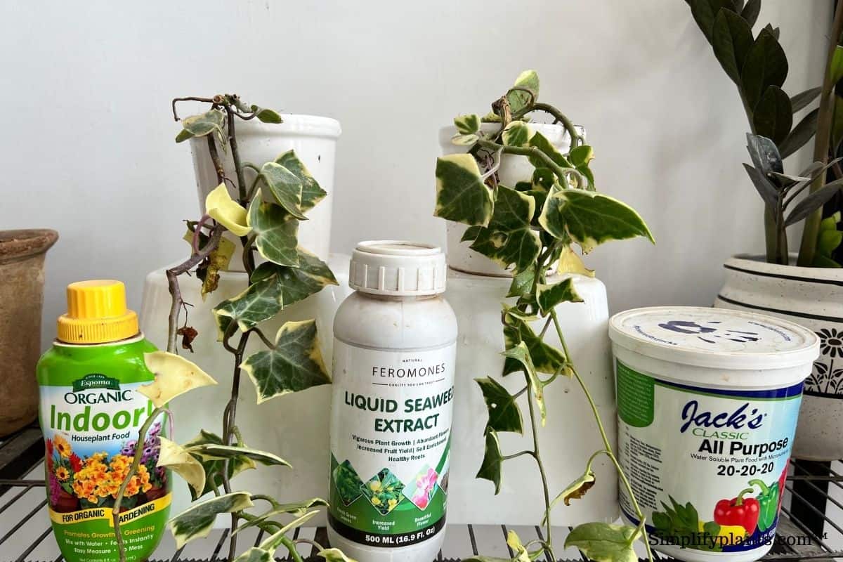 How To Fertilize English Ivy? (Best Fertilizer+FAQs)  Simplify Plants