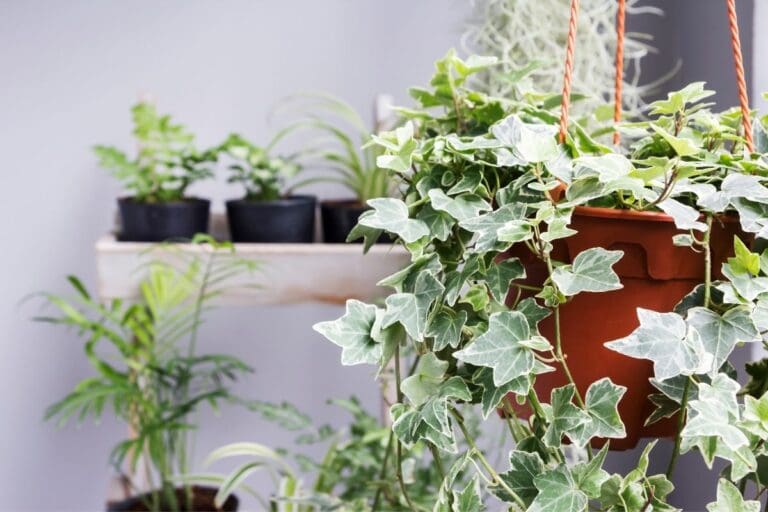 Does English Ivy Like Coffee Grounds? (How Much+How To Use)