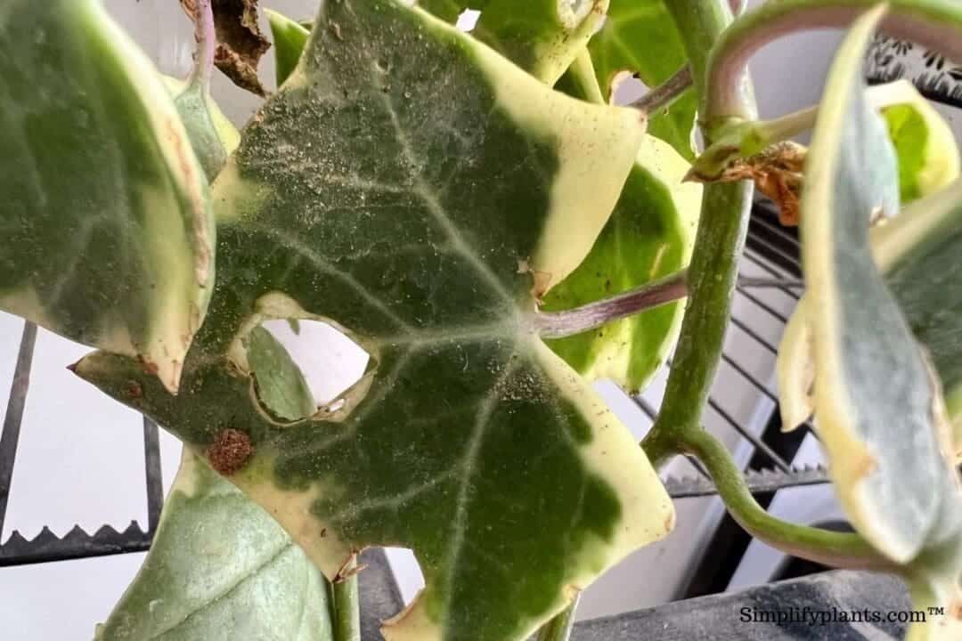 How To Prune English Ivy? (Best Time+Tips To Follow) » Simplify Plants