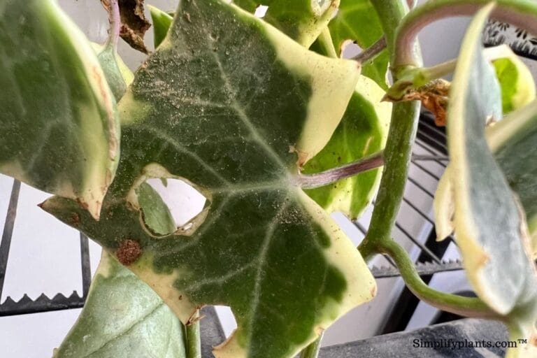 English Ivy Pests And Diseases: Signs, Causes+How To Eliminate