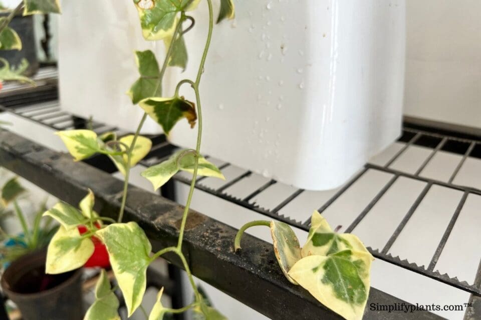 Why Is My English Ivy Dropping Leaves? (Causes+How To Fix) » Simplify