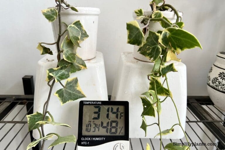 English Ivy Temperature Tolerance: Ideal Temperature+High/Low Range