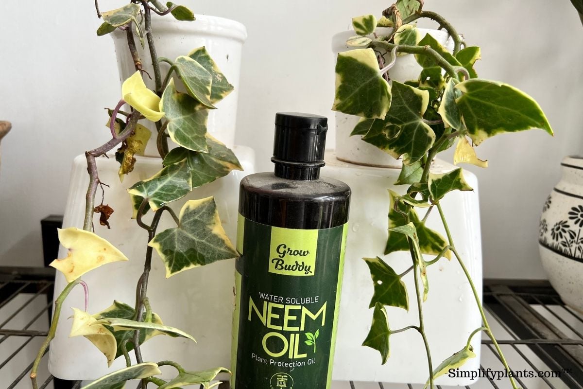 Why Is My English Ivy Sticky? (Causes+How To Fix) » Simplify Plants