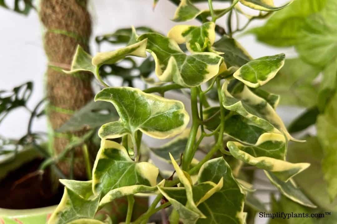 How Often To Water English Ivy? (Ivy Watering Guide) » Simplify Plants