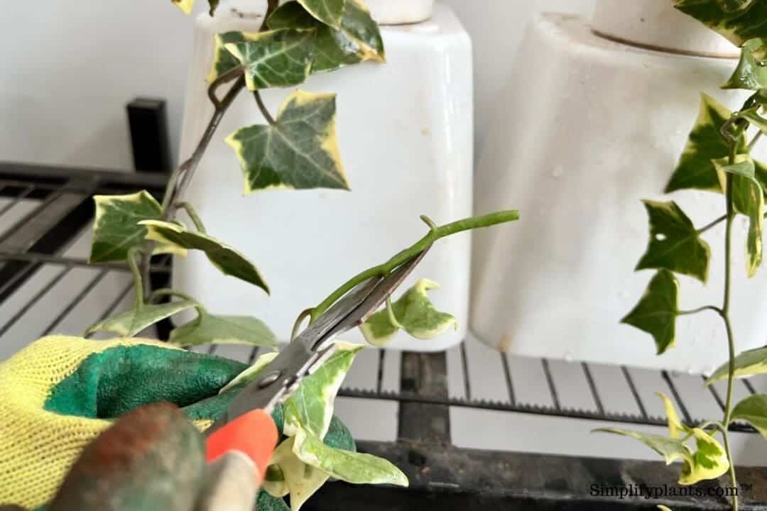 Can English Ivy Grow In Water? (+How To?) » Simplify Plants