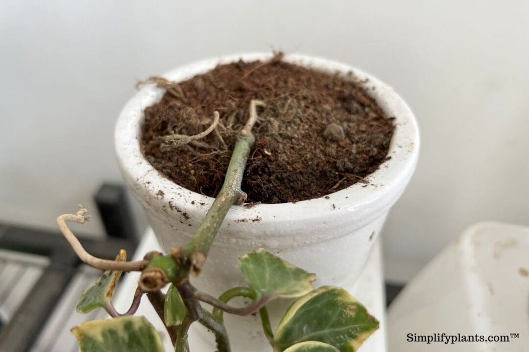 How Often To Water English Ivy? (Ivy Watering Guide) » Simplify Plants