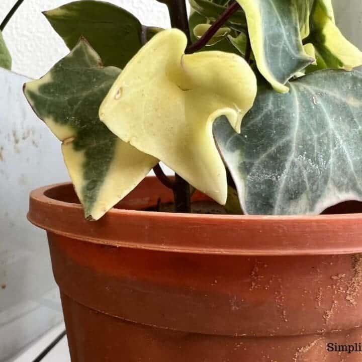 Why Is My English Ivy Turning Yellow? (11 Causes+Fix) Simplify Plants