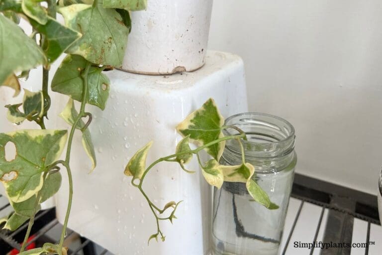Can English Ivy Grow In Water? (+How To?)