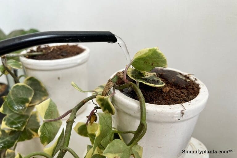 English Ivy watering